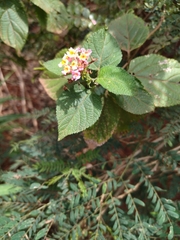 Lantana camara