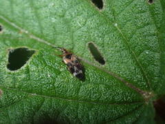Anthocoris