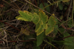 Pastinaca sativa sylvestris