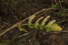 Pastinaca sativa sylvestris