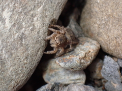 Aelurillus v-insignitus