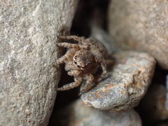 Aelurillus v-insignitus