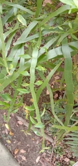 Muehlenbeckia platyclada