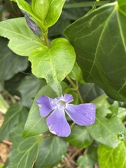 Vinca