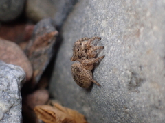 Aelurillus v-insignitus