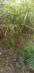 Muehlenbeckia platyclada