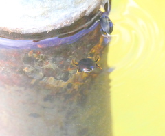 Agabinae