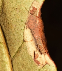 Phyllonorycter