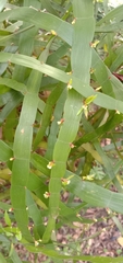 Muehlenbeckia platyclada
