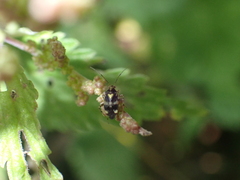 Liocoris tripustulatus