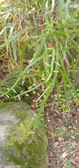Muehlenbeckia platyclada