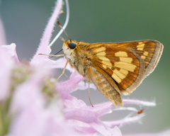 Polites peckius