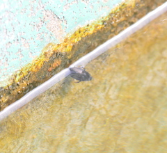 Agabinae