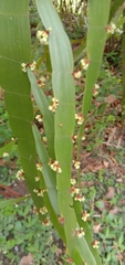 Muehlenbeckia platyclada