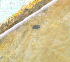 Agabinae