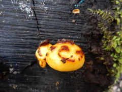 Pholiota glutinosa