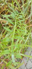 Muehlenbeckia platyclada