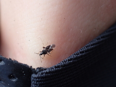 Heteroptera