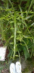 Muehlenbeckia platyclada