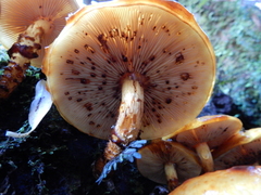 Pholiota glutinosa