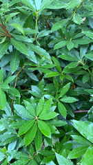 Rhododendron ponticum