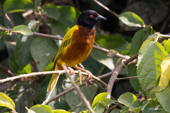 Ploceus jacksoni