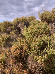 Tecticornia arbuscula