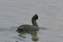Fulica cristata