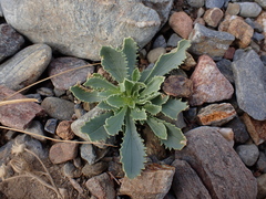 Anarrhinum bellidifolium