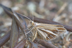 Chiasmia turbulentata