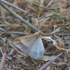 Chiasmia turbulentata