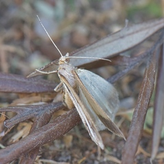 Chiasmia turbulentata
