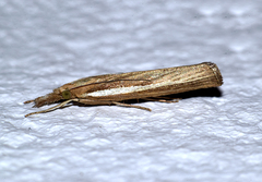 Agriphila