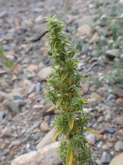 Amaranthus blitoides