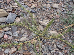 Amaranthus blitoides