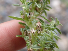 Amaranthus blitoides