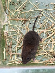 Clethrionomys glareolus