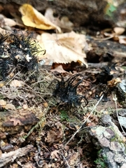 Stemonitis