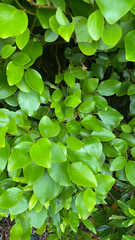 Griselinia littoralis
