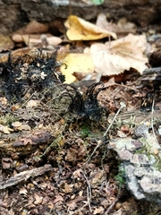 Stemonitis
