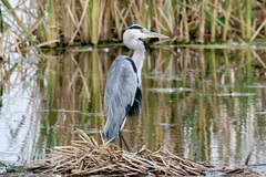 Ardea cinerea cinerea