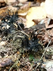Stemonitis