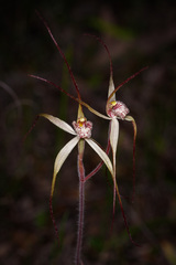 Caladenia polychroma