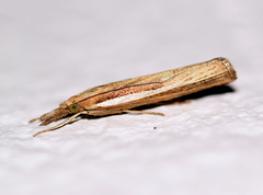Agriphila