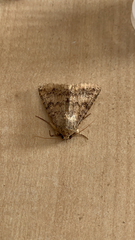 Pandesmini