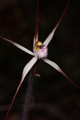 Caladenia polychroma