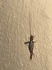 Arachnocephalus vestitus