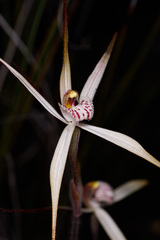 Caladenia polychroma