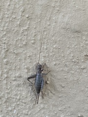 Arachnocephalus vestitus