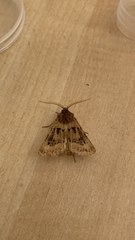 Agrotis lata
